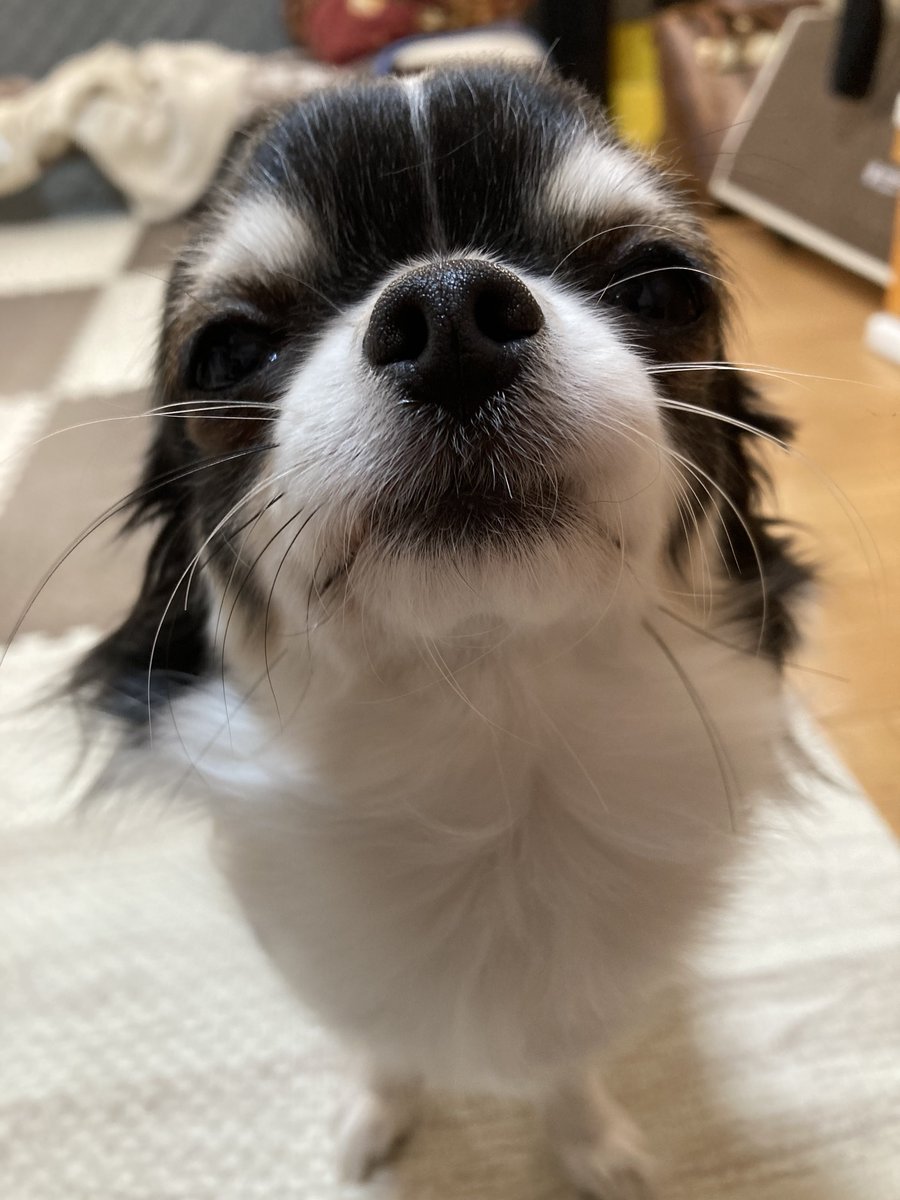 みなです₊⁎⁺˳✧༚ adidas ZX 8000 “Fresh Mint Tea” GY4678 Release Date | Nice Kicks