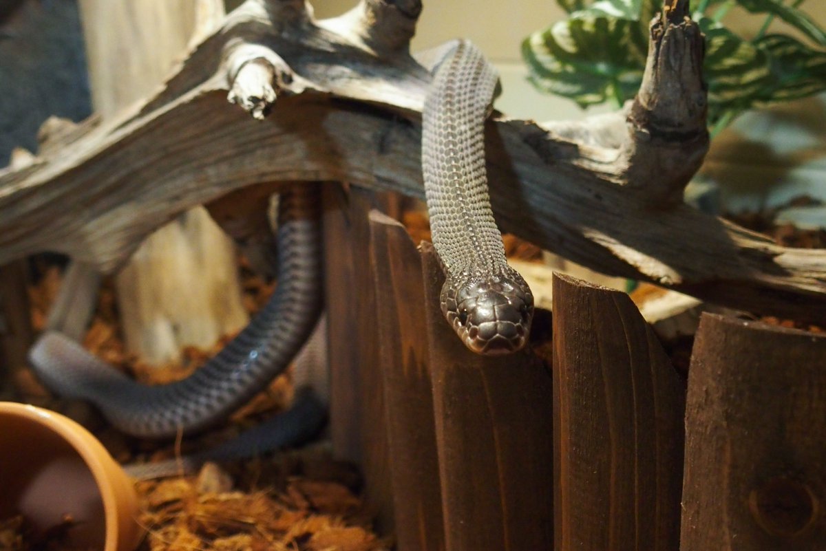 Olympian Snakes tweet media