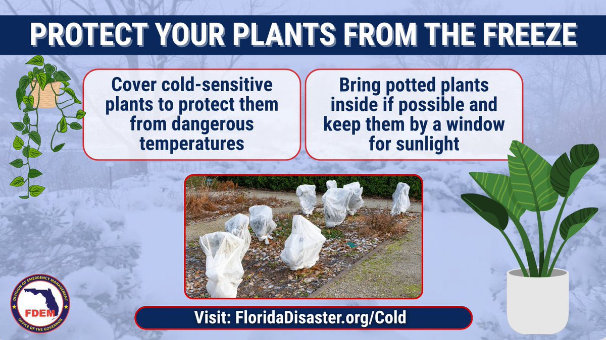 Cold temperatures are impacting  #OurCounty can damage or kill sensitive plants. Protect your plants by covering cold-sensitive vegetation and bringing potted plants indoors when possible to prevent freeze damage.

—-

Las temperaturas frías están afectando nuestra área y pueden
