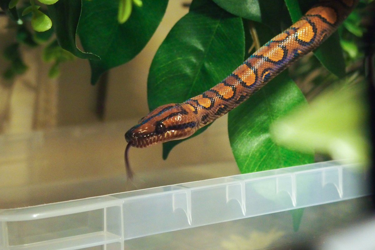 Olympian Snakes tweet media