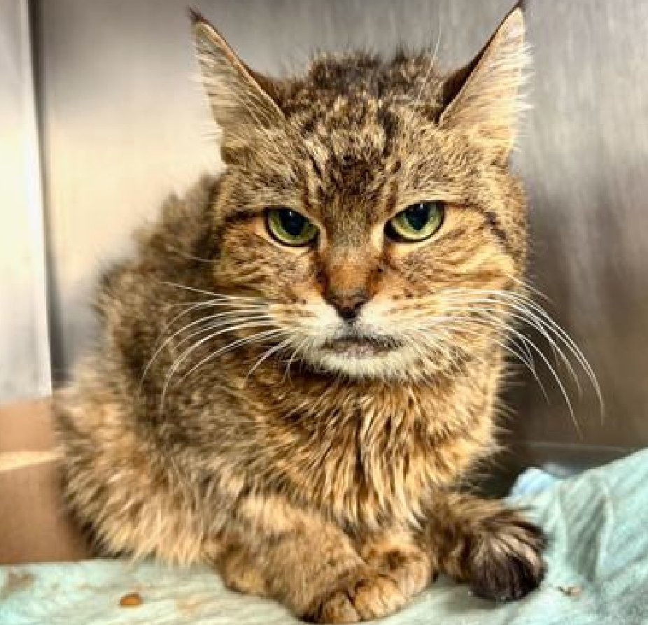 JLthekid9999's tweet photo. ππBEAUTY (ID 245290), 15 YO, FEMALEβ IN MANHATTAN ACC - came into the shelter as an owner surrender on 1/16/2026, with the surrender reason stated as person circumstance- moving. ππ πΏ πΏ πΏ πΏ
β‘οΈTBD 2/3/26
β‘οΈ SUPER SENIOR ALERT
β‘οΈ MEDICAL PRIORITY β NEEDS MORE CARE AND ATTENTION THAN THE SHELTER CAN PROVIDE.
β‘οΈ ππ 1ST Chance on Emergency Placement List β VERY URGENT β ππ π±π₯π₯π±
β‘οΈ 17 DAYS IN SHELTER β TOO LONG β TIME IS RUNNING OUT
β‘οΈ BEAUTY IS ON THE EPL FOR MEDICAL REASONS - She has breast cancer and severe dental disease, and she needs care and attention that we cannot provide. Behaviorally, Beauty appreciates attention and pets with a slow approach. This evaluation/diagnosis means that BEAUTY will be given very little time for rescue/foster/adoption.π₯π₯π₯π₯
At 15 years young, Beauty has weathered life's storms with quiet grace. After losing her beloved owner two years ago, this flame-coated sweetheart found herself passed to a relative who could no longer keep her. Now she sits in a bustling shelter-confused, displaced, and understandably overwhelmed by the chaos around her. Beauty is a striking girl with a fluffy ginger coat (that could use some gentle brushing), mesmerizing eyes, and an unmistakable pout that says exactly how she feels about her current situation. Can you blame her for being a little cranky? She's lost everything familiar and finds herself confined to a cage surrounded by strangers and noise. But beneath that grumpy exterior is a loyal companion waiting to emerge. Her former owner describes her as a quiet, family-oriented cat who still has a playful spark. At the shelter, she accepts affection without much fanfare but occasionally leans into pets-a small sign that she still craves connection. She enjoys treats and has passed her behavior evaluation with flying colors. Beauty needs what any senior deserves: a calm home without young children, a patient owner who understands that trust takes time, and the chance to rediscover security. Give her that adjustment period, and this 6-pound lady will reward you with devoted companionship. She has senior teeth, a decent blood panel for her age, and is not spayed. Beauty is ready to leave shelter life behind and find the peaceful retirement she deserves. Could you be the one to restore her faith in happily ever after? It could be with you! Beauty interacts with the observer, appreciates attention, is easy to handle and tolerates all petting. No known history of behavioral problems. This cat is showing behavior appropriate for cat parents with either an average amount of cat experience or demonstrate a basic understanding of typical cat behavior. β€οΈ π»β€οΈ π»β€οΈ π»
NEEDS OUT OF SHELTER ASAP β
Please RT or pledge, if you can, to save this little one.
@AdamsPaulGrimke
ππΏπThank you