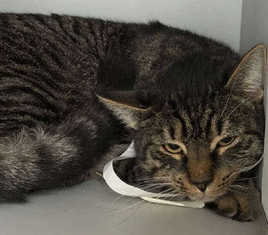 JLthekid9999's tweet photo. 🆘🆘 MILO (ID 240023), 2 YO, MALE– IN QUEENS ACC - came into the shelter as an aco - owner surrender on 10/24/2025, with the surrender reason stated as person health - medical. 🆘🆘 😿 😿 😿 😿
➡️TBD 2/3/26
➡️ 🆘🆘 1ST Chance on Emergency Placement List – VERY URGENT – 🆘🆘 😱🔥🔥😱
➡️ 101 DAYS IN SHELTER – TOO LONG – TIME IS RUNNING OUT
➡️ MILO IS ON THE EPL FOR BEHAVIORAL REASONS -. He is not thriving in the care center and continues to display distance-increasing behavior when approached for interactions. He has not warmed up despite staff using treats to build a positive association. This designation often means that the cat will be given very little time for rescue/foster/adoption. 🔥🔥🔥🔥
What my friends at ACC say about me: Milo is an adult cat that may not have had many interactions with humans from an early age. He is apprehensive of people and while showing no aggressive behaviors, he appears wary of human contact. It is difficult to predict if he will respond to socialization but we recommend offering high value treats and food to help build a positive association to humans. Please be mindful that older cats will require more time and skill in order for them to be comfortable around people. Due to the behaviors seen in the care center, we feel that this cat will do best in an experienced, adult only home. 😿🙏😿🙏😿🙏
NEEDS OUT OF SHELTER ASAP –
Please RT or pledge, if you can, to save this little one.
@AdamsPaulGrimke
💔😿🙏Thank you