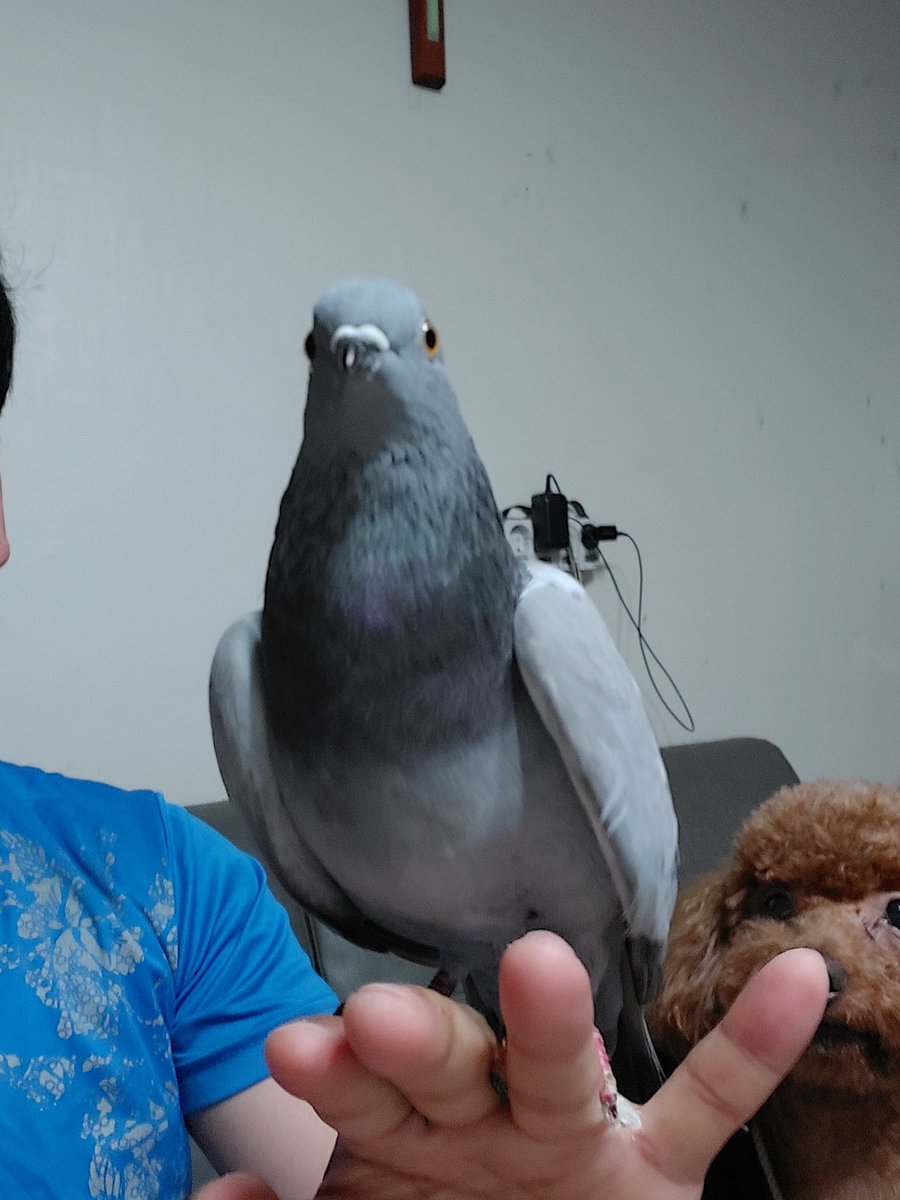 cdneyguy's tweet image. 이재명 대통령은 왜곡된 인식이 옳다고만 발언하지마라. 위안부 모욕은 범죄성은 있어 보이지만 짐승 이라는 표현은 대통령 위치에서 적절한 표현이라고 동의를 할 수 없다. 아직도 일제 식민사관으로 역사를 가르친 왜곡된 역사관을 바르게 고치는 노력을 민주당과 이재명 정부는 노력을 먼저하라.