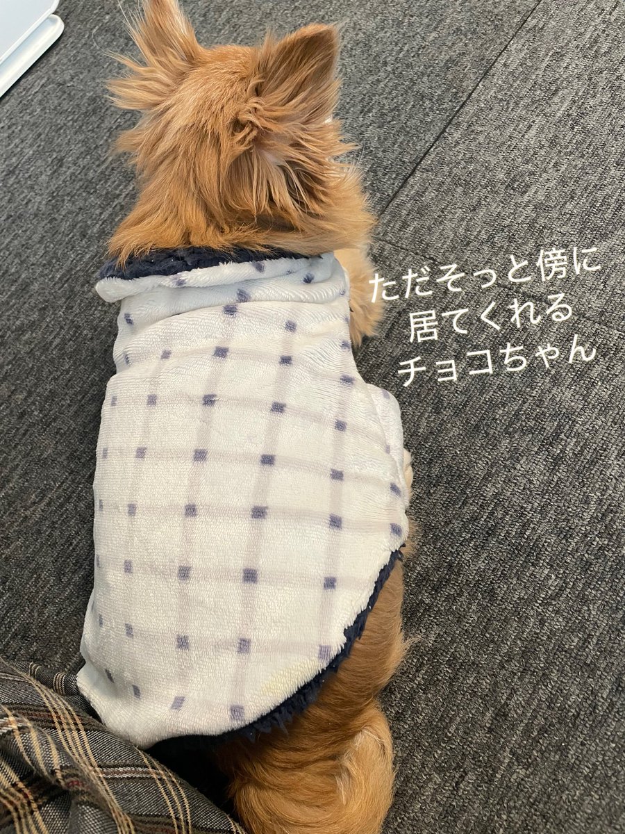 Choco3Momo6's tweet photo. 気持ちが落ち着かなくても日常はくるし仕事もある。帰宅し気を抜いた瞬間…悲しくて、寂しくて、ふとモモを思い出して涙が止まらない時があります。
そんな時いつもは素っ気ないチョコが傍に来て横に居てくれます🐶優しい子です🍀
 #チワワ  #チワワ党  #犬好きさんと繋がりたい https://t.co/we6kGGUYc6