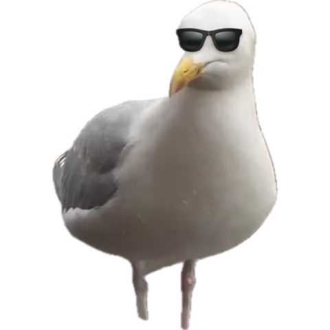 is ⭐️🚀 tweet media