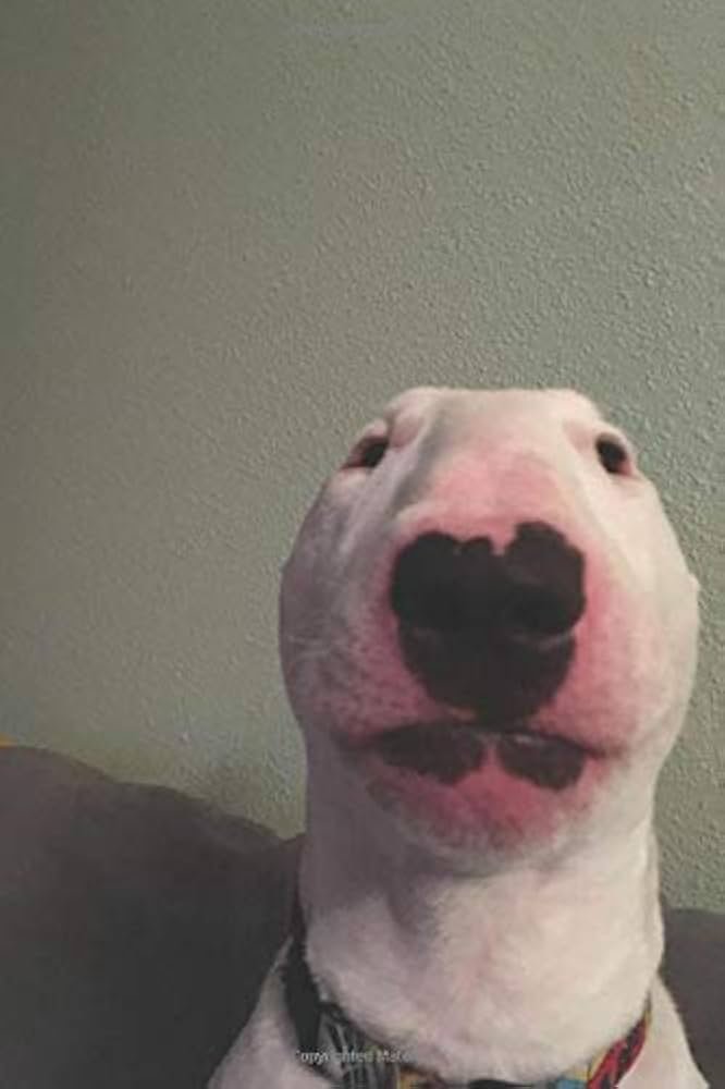 Adjudicator tweet media