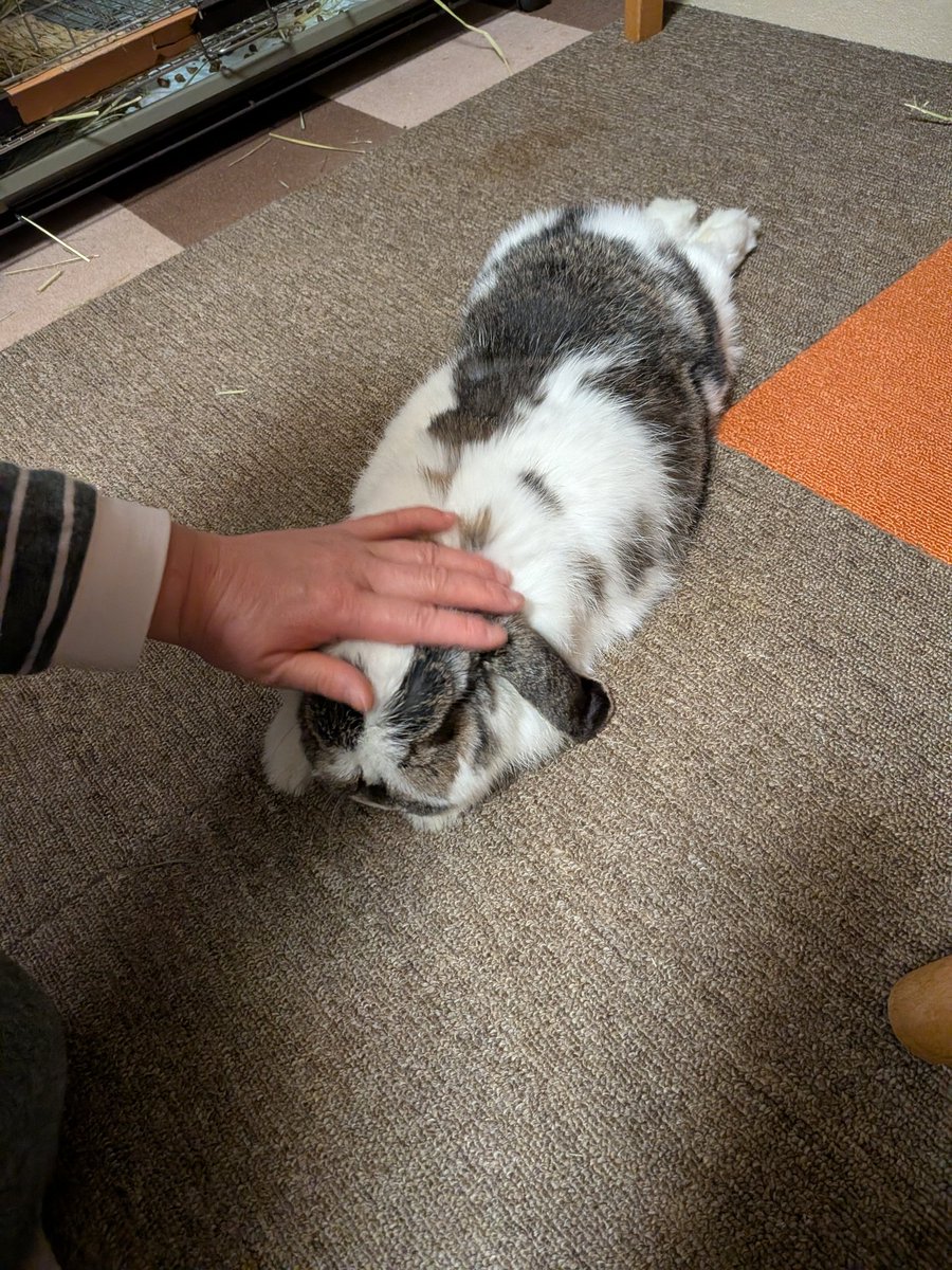 もも♀🍑@うさぎパパ (@momorabbit21) / Posts / X