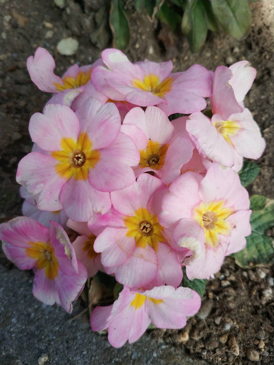 おはようございます🌄

「女性が母、妻､娘として､愛の主体的立場を取り､相対のために100パーセント与え尽くした時、その空白を､神様の愛が埋め尽くすのです。」
～💞Holy Mother Han 💞～

女性の感動的な生き方ですね😊💖✨
プリムラ(ピンク)…「無言の愛」