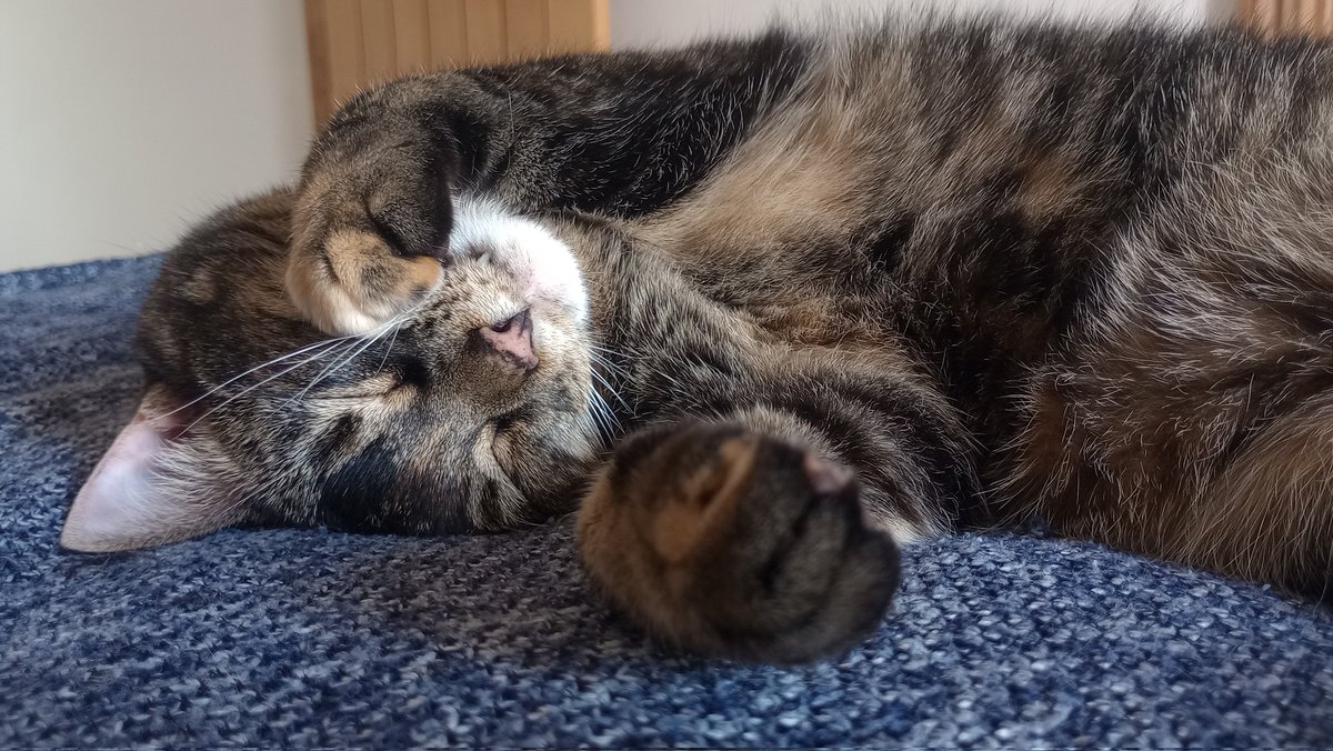 Donna Cullen tweet media