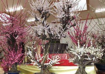 chikugo7koku's tweet photo. 【筑後七国】令和8年2月のイベント（3/3）

◆21日（土） 第13回JA福岡大城農業まつり
◆21日（土）・22日（日） 第37回八女夢たちばな観梅会

詳細情報
https://t.co/pCuW0l1kNW https://t.co/Mk7w3QJL9h
