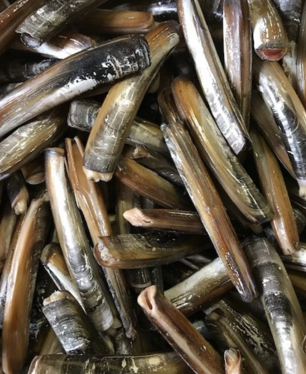 FreshLobsterCo's tweet image. Fresh Cod Fillets, Fresh Razor Clams &amp;amp; Fresh Live Lobsters Shipped direct from the Oldest Seaport in America to your Home, Friends &amp;amp; Family shipped everywhere in the USA! 
TheFreshLobsterCompany.com 
or call us at 1-508-451-2467
#fishdelivery
#razorclamsdelivery