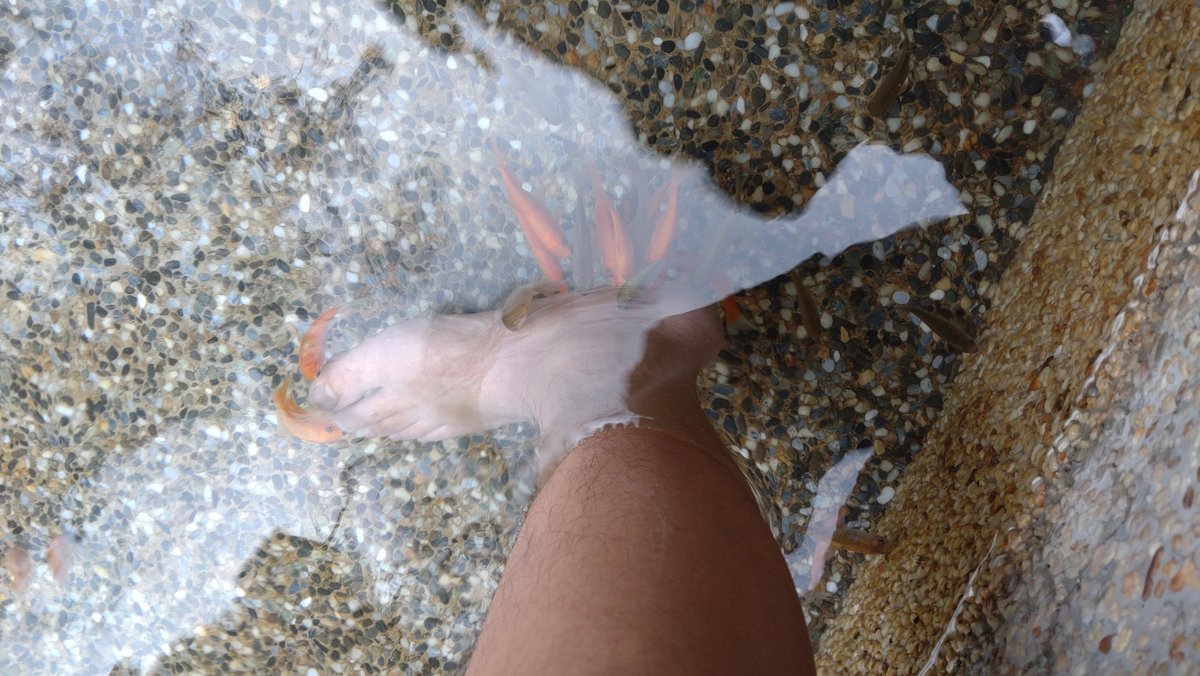 TAMI5216's tweet photo. 人生第一次被魚TK成就達成，總之還蠻有趣的，就是水有點冷=w=

看到現場有些怕癢的人一副想叫又不好意思叫出來的模樣，突然覺得說不定有機會運用在實踐上，例如出遊時讓被對方塞著玩具去泡腳之類的～
((🐟：？？？ https://t.co/gUmSyvIPKm