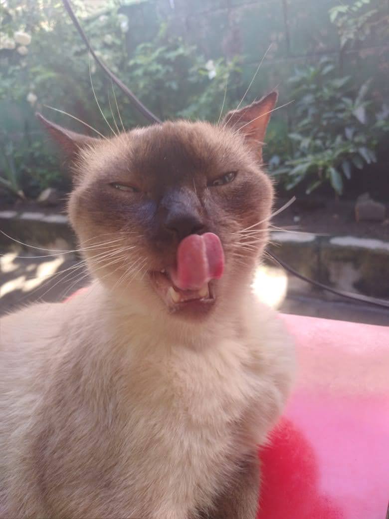 💎🔅🎼💄-Diego Rivas-⏳🎲💀👁️‍🗨️🐱🍤💪┣🪐🌿🪶🔎📗 tweet media