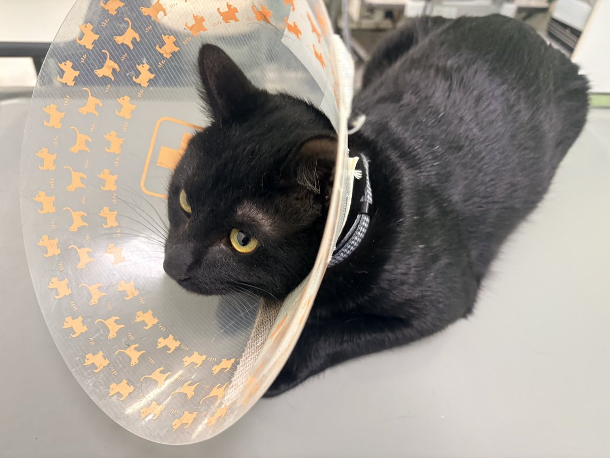 【速報】

4.85kgの男(背中冷蔵庫)

火傷の後は大丈夫ですね！だそうですよ、良かった🥲

お預けしてきて夕方までひとり暇になっちったなー🤔