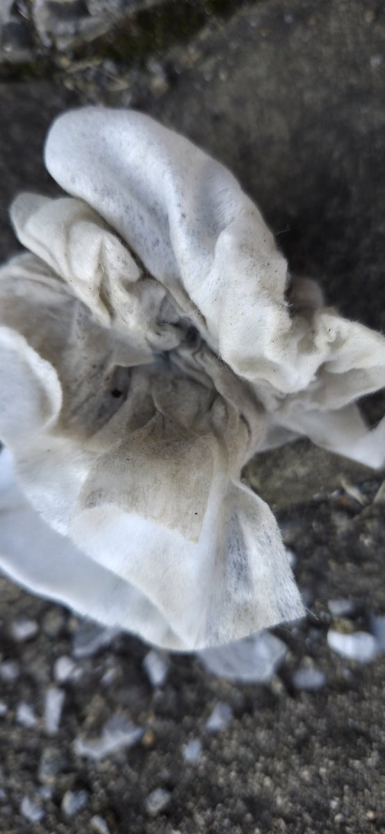 yattyaee's tweet image. アリタセラのさくらちゃん
マンホール掃除した

道具はマンホールに配慮し
ノンアルコールウェットティッシュと固くないブラシを使用
ここも思ったより汚れていた

#ゾンビランドサガ
#CleanFace