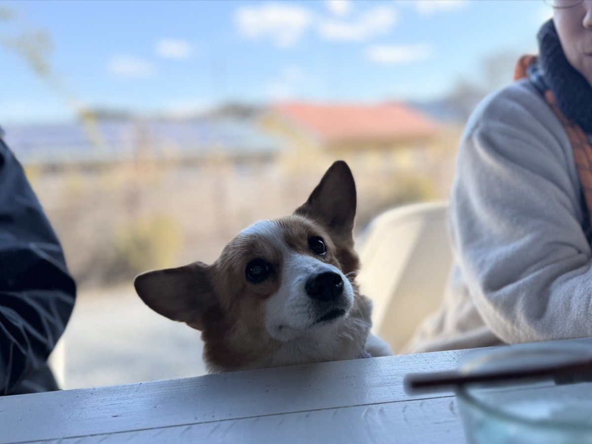 お友達に撮ってもらった。 テーブルに食べ物があるとひょっこり現れる