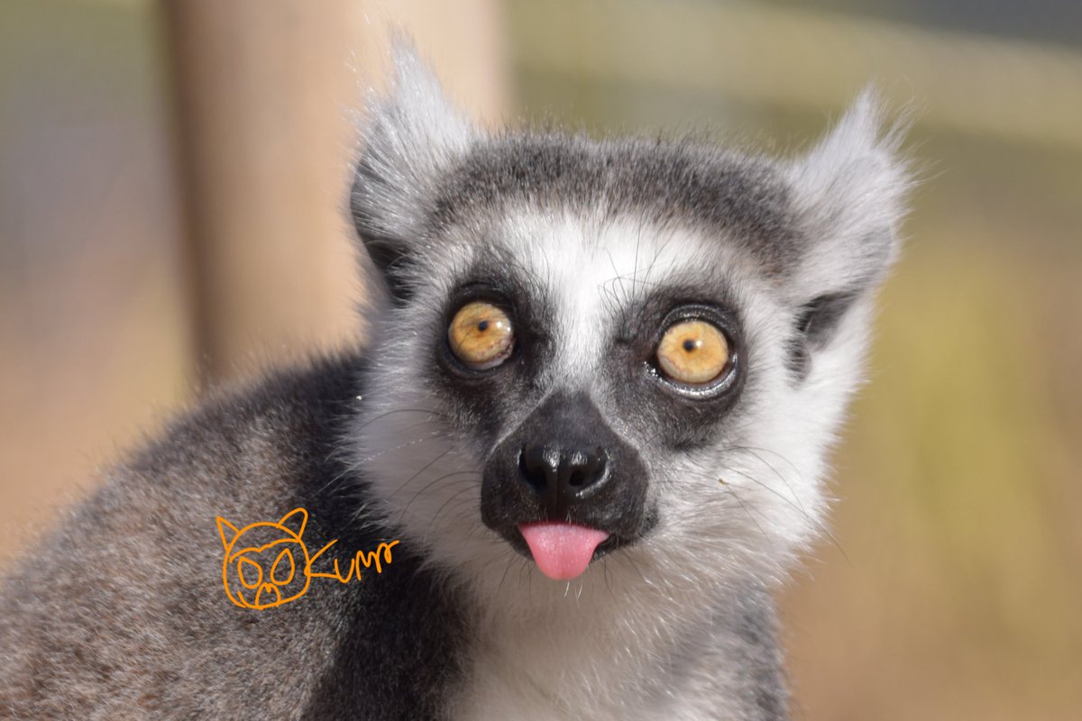 おくまページ( * ॑꒳ ॑*) おくま (@okuma096) / Posts / X