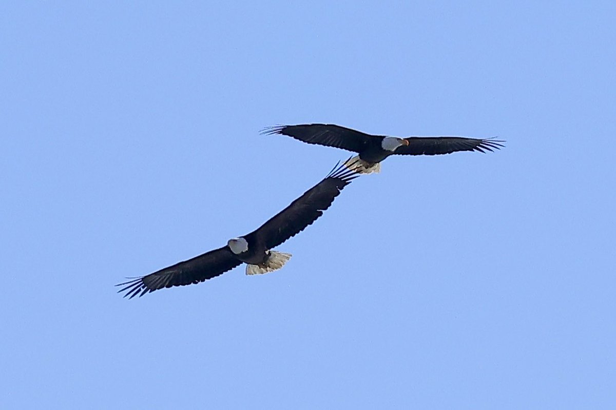 Denis D Dunathan tweet media