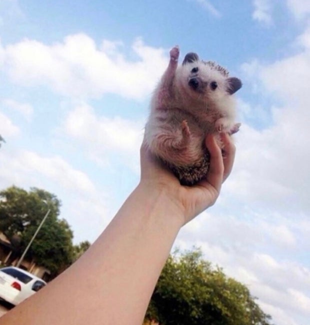 mign00n_'s tweet image. 축하합니다!
당신은 따봉도치의 행운을 받았습니다
앞으로 하고자하는 모든 일이 잘풀리게 될것입니다 🍀🍀