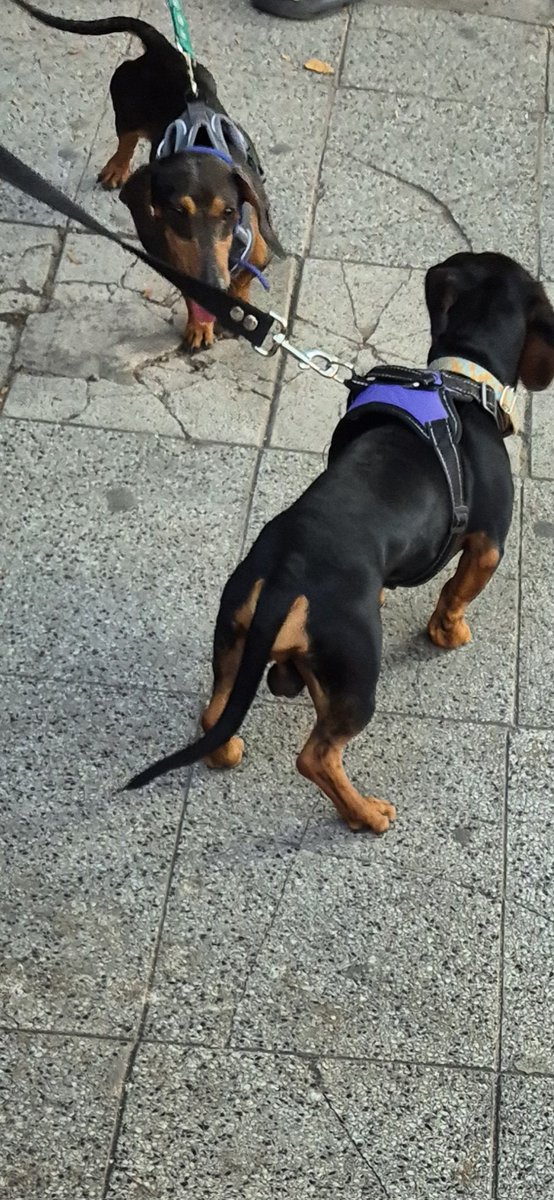 Facundo Galván 🗳 tweet media