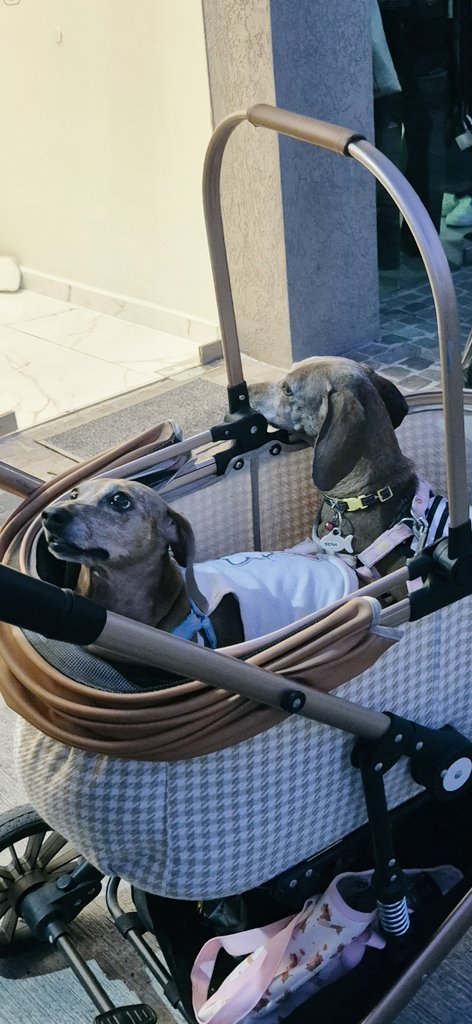 Facundo Galván 🗳 tweet media