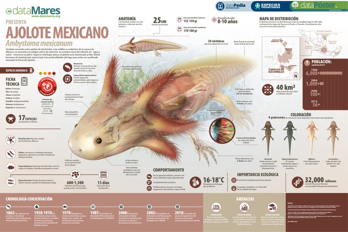 dataMares's tweet photo. 1 de febrero = Día Nacional del Ajolote

🔗 https://t.co/5DjLukSoeZ

#dataPoster #EspeciePrioritaria https://t.co/OeyKCQyYoI