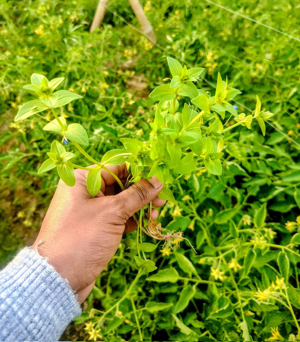 Anagallis arvensis  known as Krishna Neel / poor Man's barometer is a winter season annual weed but utilized for liver diseases, skin rashes, moles, urinary contamination, irritation, wounds, and kidney problems.<a href="/icarindia/">Indian Council of Agricultural Research.</a> <a href="/AgriGoI/">Agriculture INDIA</a> <a href="/USDA/">Dept. of Agriculture</a>