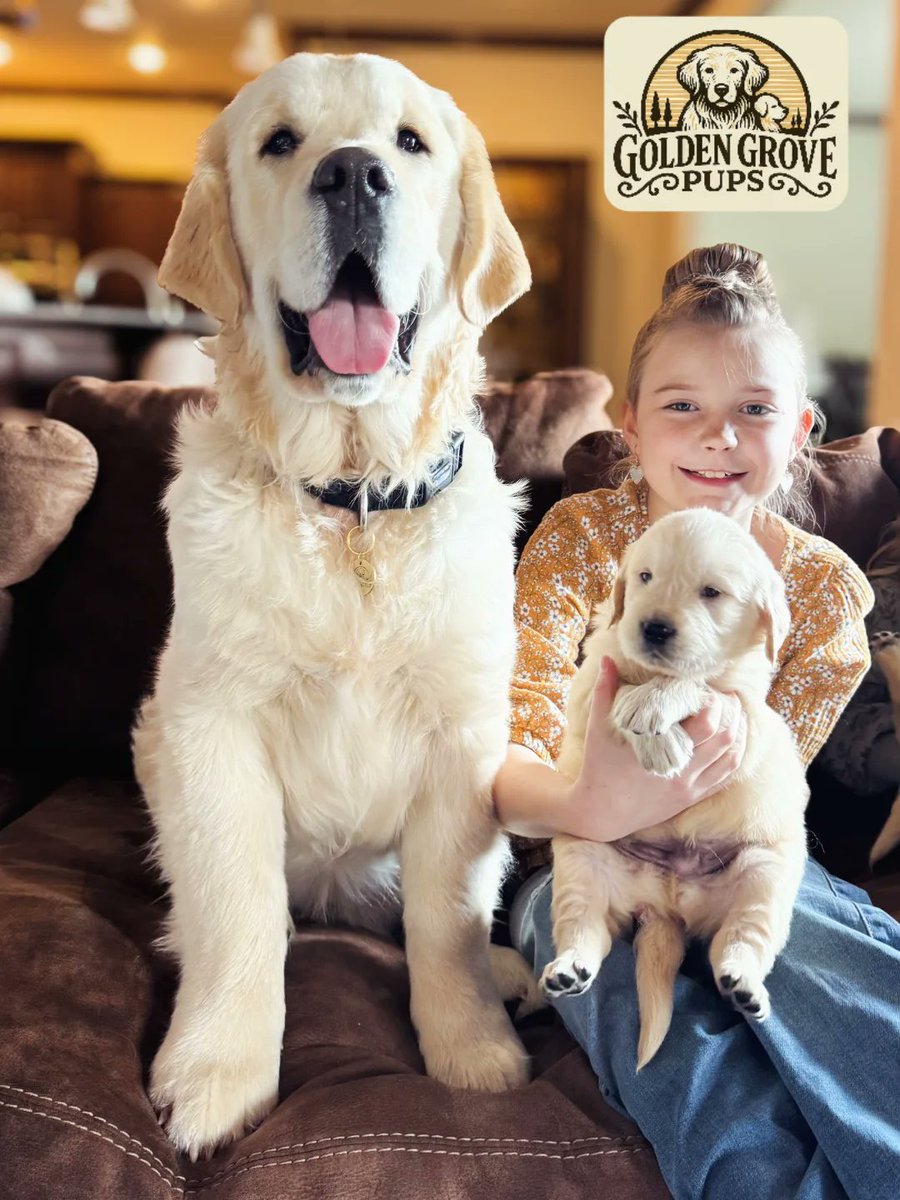 goldengrove_pup's tweet photo. Six months can change everything! Watching how these pups grow into their structure is incredible — those broad heads, sturdy builds, big paws, and classic Golden features really shine 🐾😍 

#GoldenGrovePups #EnglishCreamGoldens #GoldenRetrieverLove #PuppyPlaydate #GrowingFast https://t.co/L1yoLqyXJj