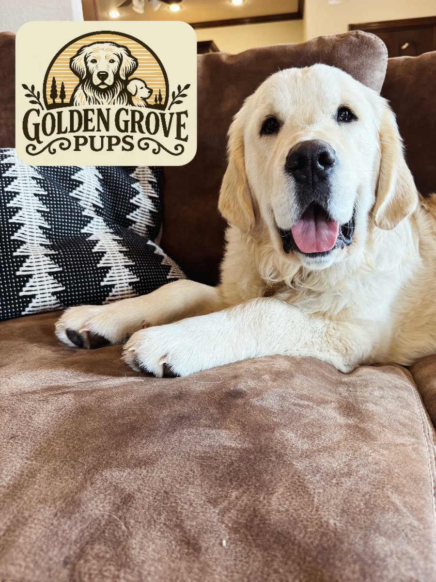 goldengrove_pup's tweet photo. Six months can change everything! Watching how these pups grow into their structure is incredible — those broad heads, sturdy builds, big paws, and classic Golden features really shine 🐾😍 

#GoldenGrovePups #EnglishCreamGoldens #GoldenRetrieverLove #PuppyPlaydate #GrowingFast https://t.co/L1yoLqyXJj