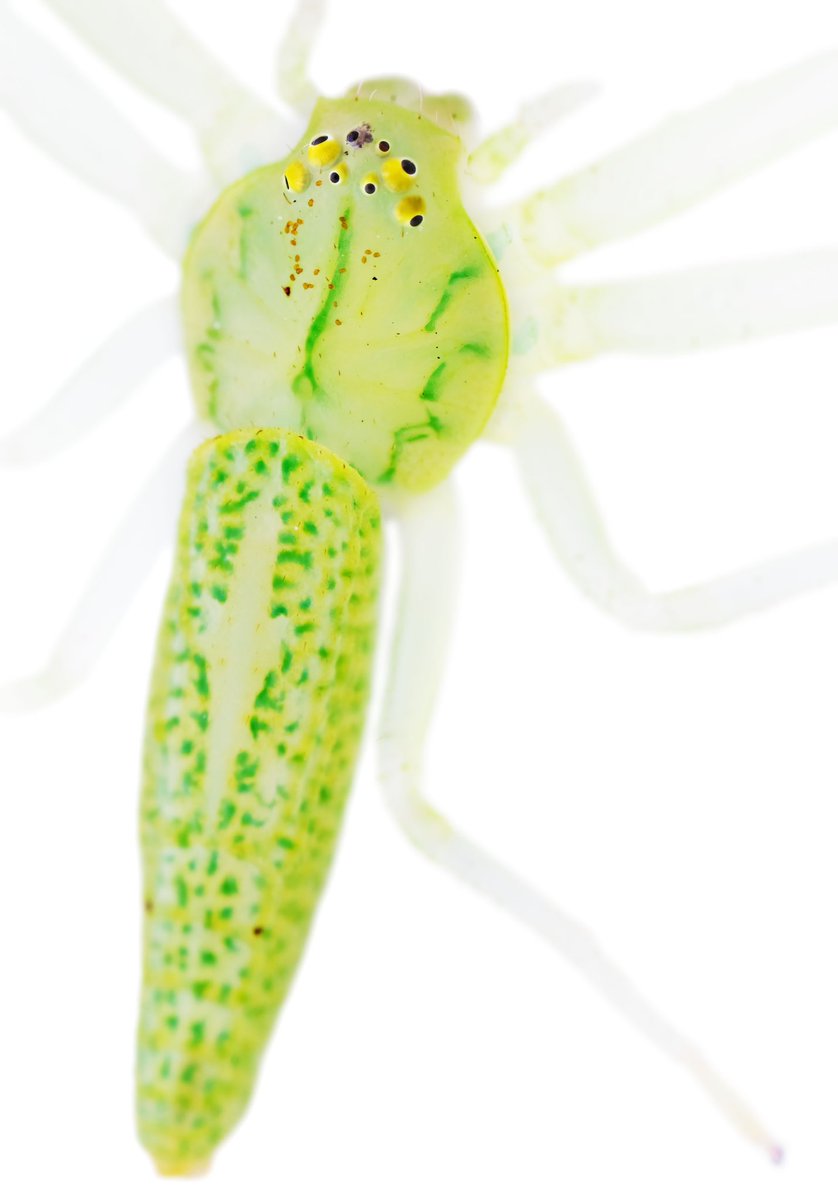 monday_spider tweet media