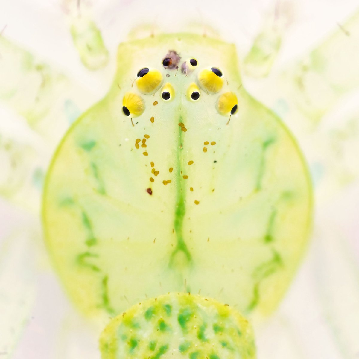 monday_spider tweet media