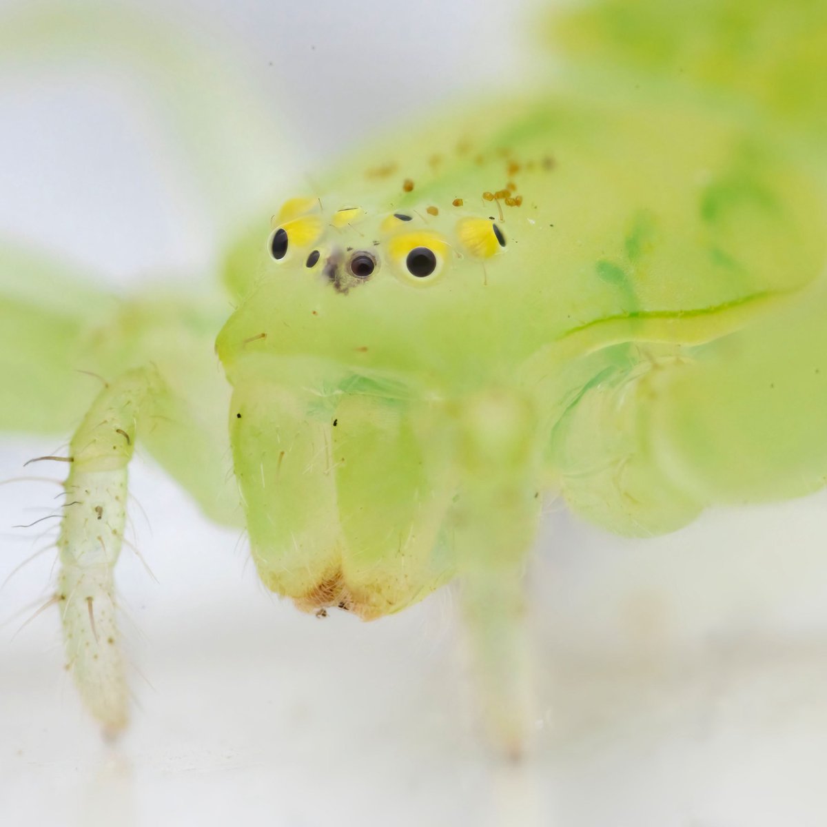 monday_spider tweet media