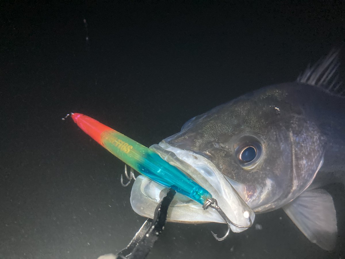 takkun_seabass's tweet photo. やっとこやりたい釣りができました
水面に生命感がなくてもQ PEN漂わせてハーモニカバイト
寒くてもポツポツ釣れると楽しいですわ
#マルジン
#marujin
#EXSENCE https://t.co/ydJry4Otot