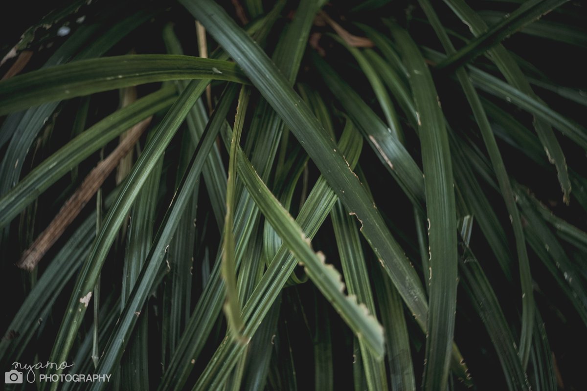 ﾊﾙﾁｶｼ #shot365_2026 days.2495