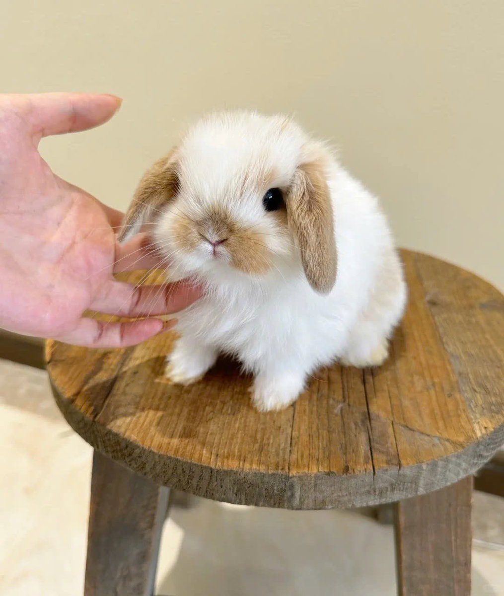 ShouldHaveRabit's tweet image. 