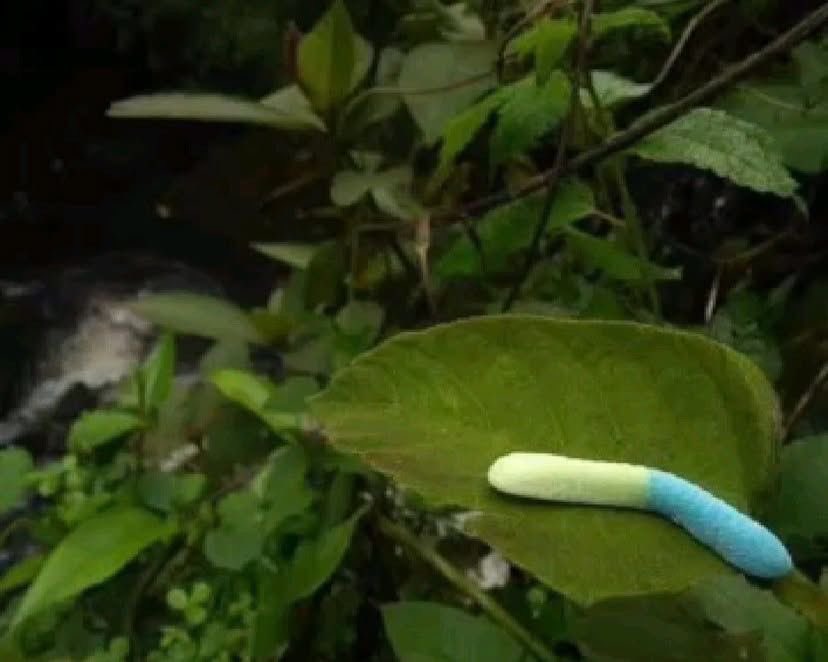 coolfunnnn's tweet image. las preciosas especies del mundo…