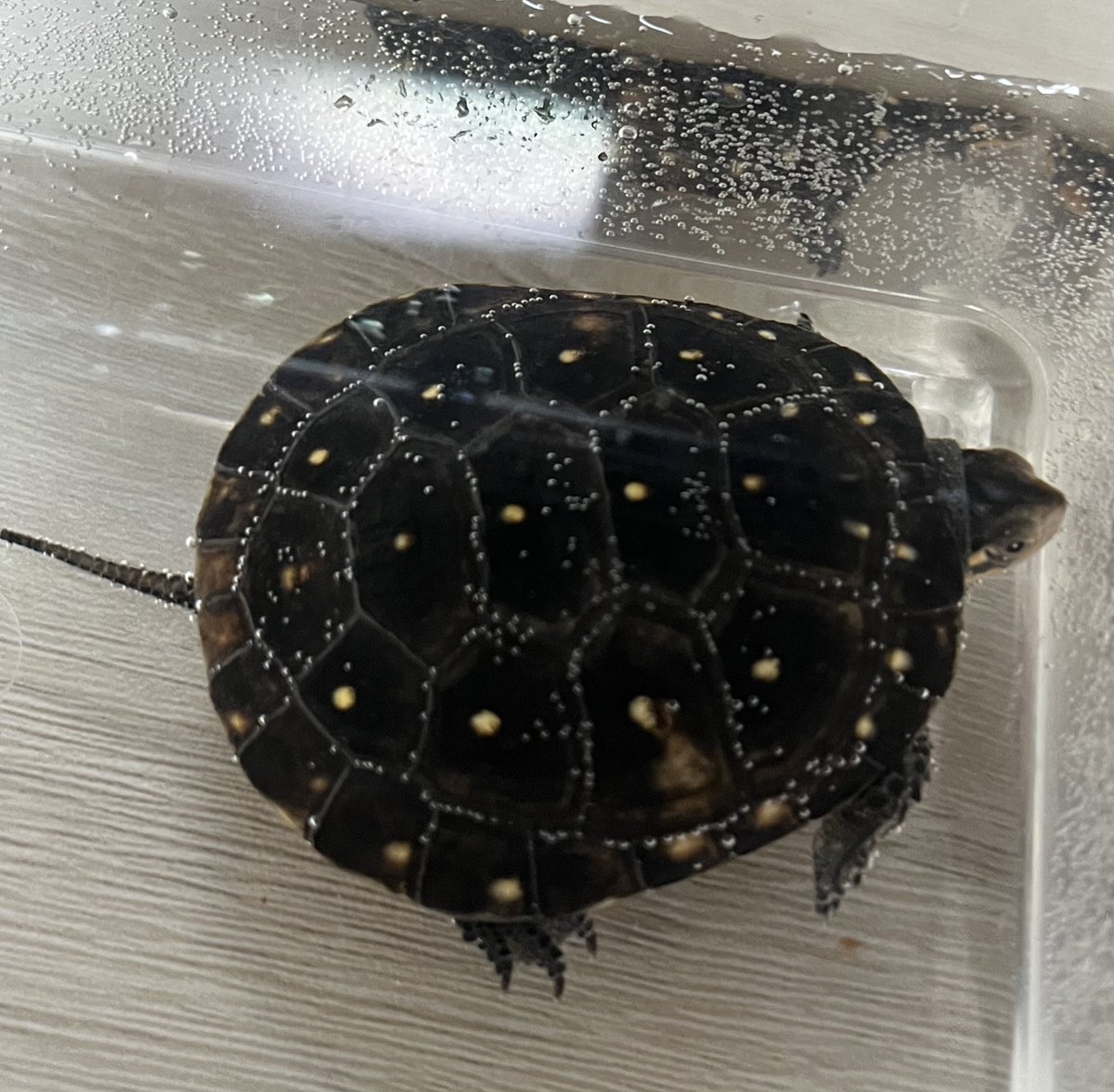 Repti_bug's tweet photo. 【新入荷】
#キボシイシガメ

少し育った安心サイズの子が2匹きてます🐢 https://t.co/Hdbaz4Pfsu