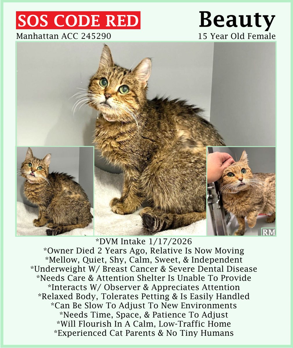 🆘CODE RED🆘TBK TUE 2/3/26🆘🙏🏾PLZ SHARE🆘
🙏🏾PLZ #PLEDGE 2 SAVE MY LIFE
💘Sweet 15YO #Senior Brown #Tabby Kitty "BEAUTY"💘
💔😿Original Owner Passed Away, Has Breast Cancer &amp; Dental Dz
🚨Needs #Adoption #Rescue #Foster🚨
▶️204950 facebook.com/photo.php?fbid…
#Manhattan #NYCACC #Cat