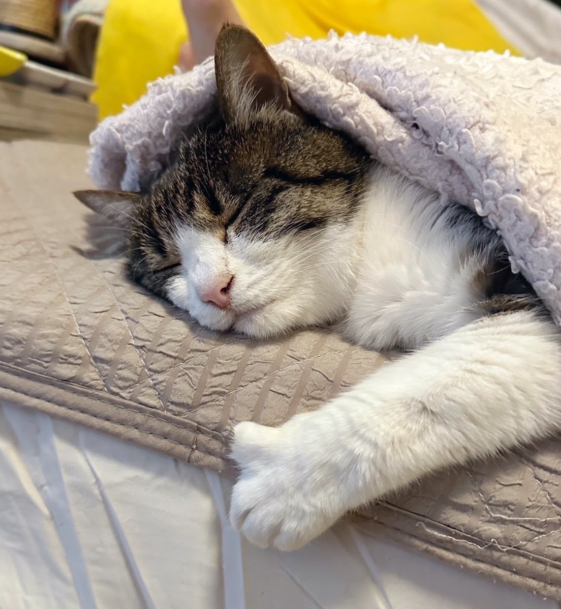 y5_y5_san's tweet image. グッ寝👍と名付けました