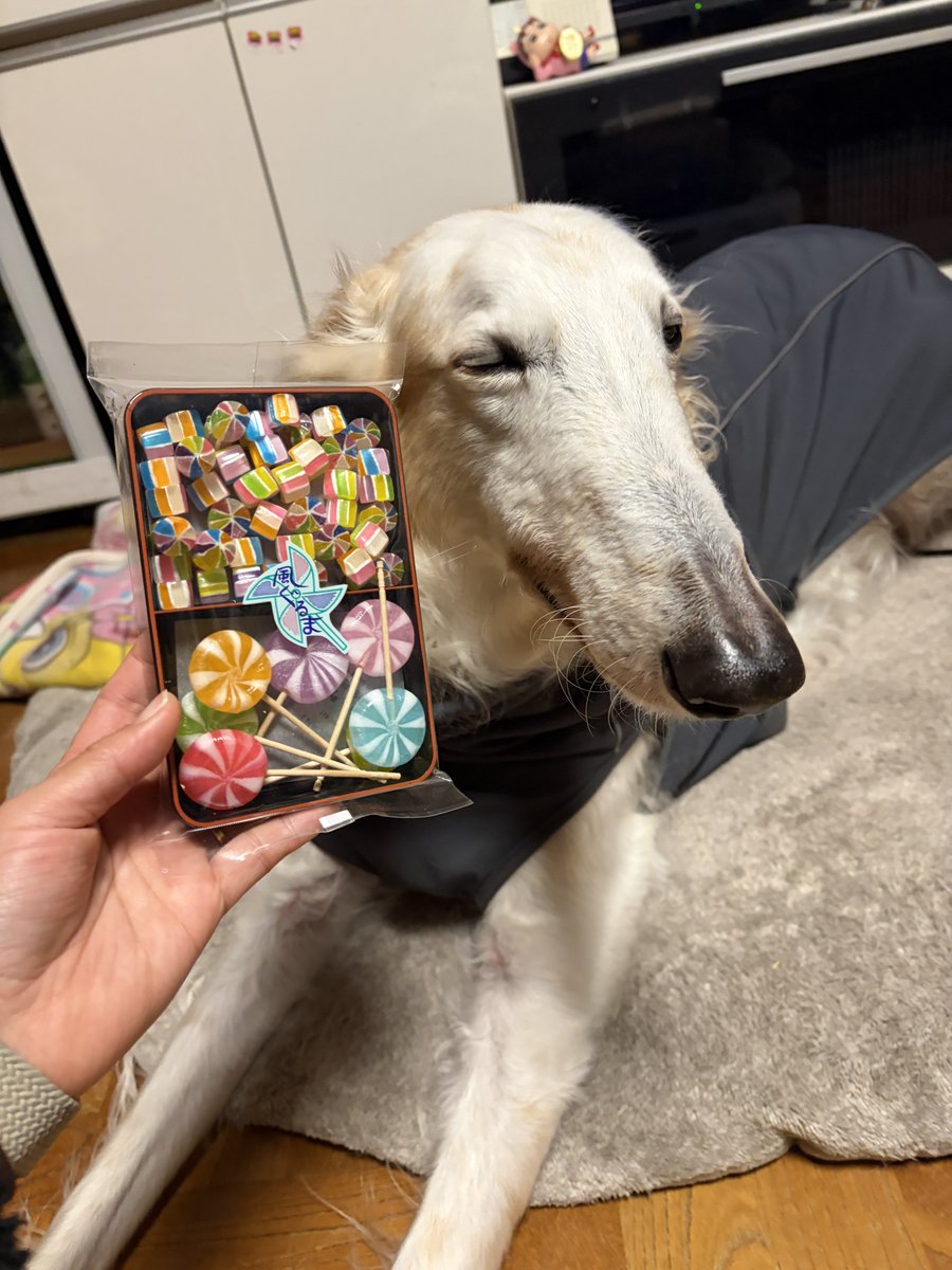 がんぼるぞい®︎ 💪🐶✨borzoi ボルゾイ tweet media