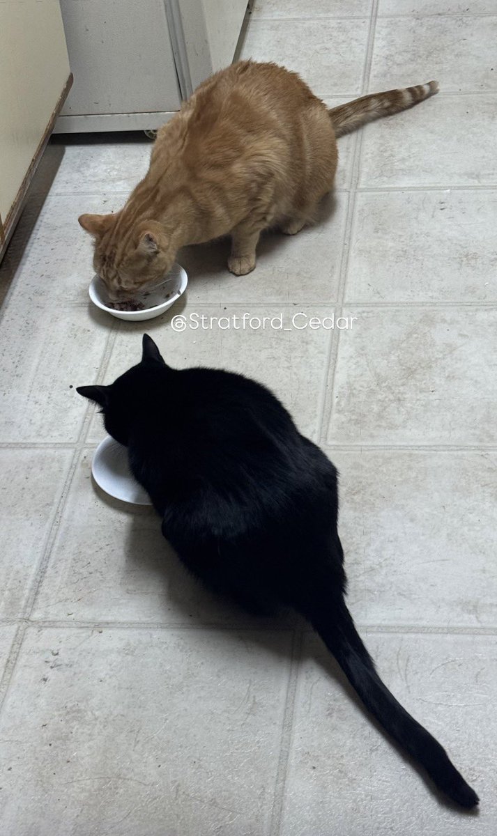 We hope you’ve had a great weekend, furriends! It’s gone WAY yo fast!! 

The Editor went to lunch with friends from college today. So as a special treat, she said we deserved some of our favorites. Strat likes fishie wet foods, and I (Cedar) enjoyed  some of my gogurts. 
🧡🖤