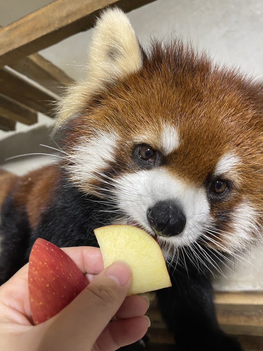 アフリカゾウ (@OShX5VLgjS21166) / Posts / X