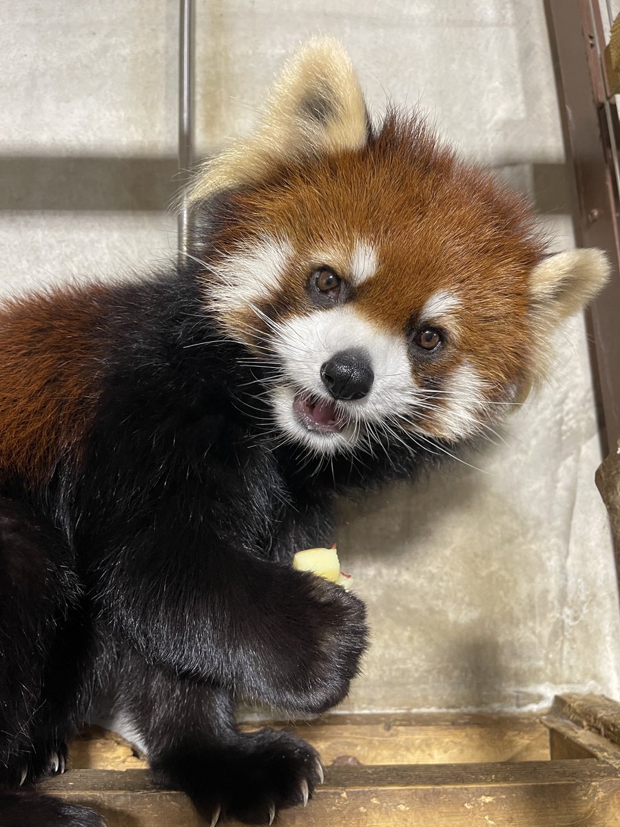 アフリカゾウ (@OShX5VLgjS21166) / Posts / X