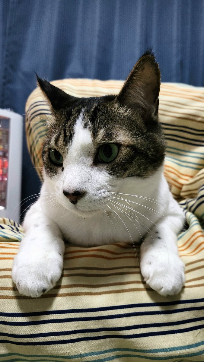 🐾とらちゃん😸💞🤗🐾 ＃にゃんにゃんの日 🎉😺🎉