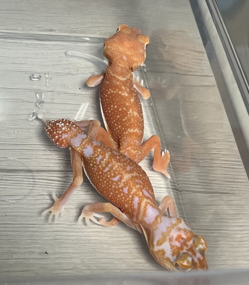 Repti_bug's tweet photo. 【新入荷】
#ナメハダタマオヤモリ

アルビノhetパターンレス

♀はペア売り 10ペアとれます
♂は単売り可能です🙆‍♀️

アダルトサイズなので安心です✨

2/7.8のJRS愛知で
数量限定大特価で販売します🦎 https://t.co/jvo3d0DtbP