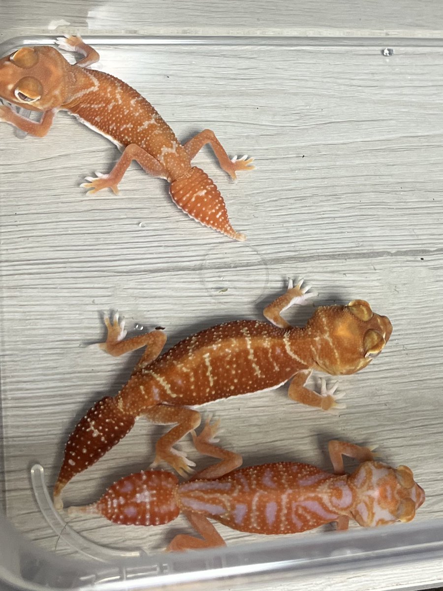 Repti_bug's tweet photo. 【新入荷】
#ナメハダタマオヤモリ

アルビノhetパターンレス

♀はペア売り 10ペアとれます
♂は単売り可能です🙆‍♀️

アダルトサイズなので安心です✨

2/7.8のJRS愛知で
数量限定大特価で販売します🦎 https://t.co/jvo3d0DtbP
