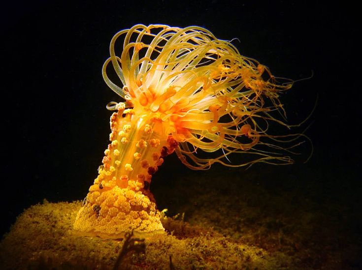 nat_woof's tweet photo. @venusjmi It’s giving anemone https://t.co/POBfhrAhM1