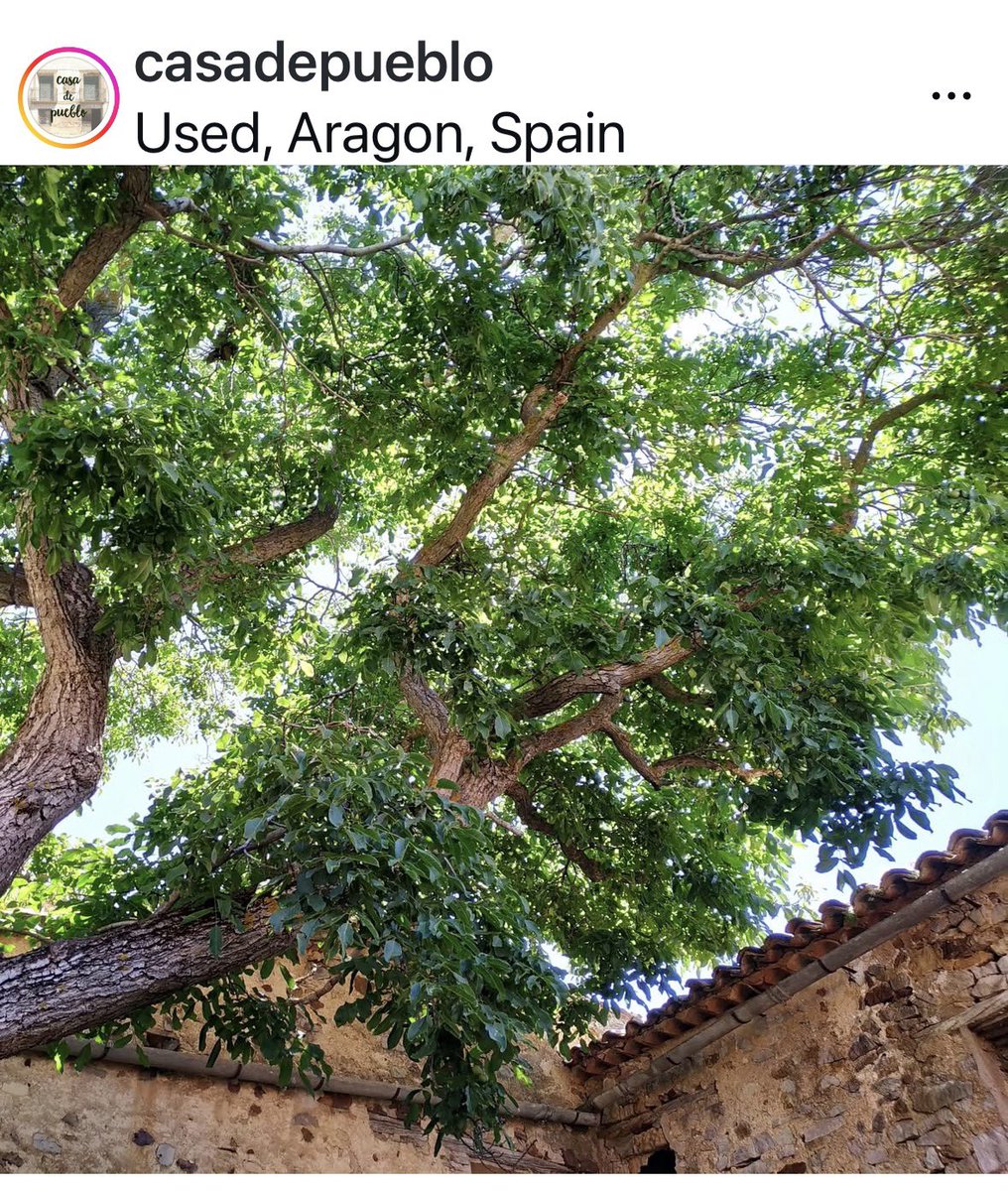 El ayuntamiento de Used gobernado por <a href="/AragonExiste_/">Aragón Existe</a> quiere mutilar este nogal monumental. El propietario pide ayuda para difundir esta atrocidad y busca ayuda para pararla. Motivo: caen las hojas a la calle y una farola da menos luz. <a href="/BosqueHabitado/">El Bosque Habitado</a> <a href="/arbopalm/">Jacobo Llorens_Arbolista_Treerider</a> <a href="/LLSSerrano/">Llorenç 🐚🌻🔻🌻🔻🌻🔻🌻🔻🌻💜 🍉</a>