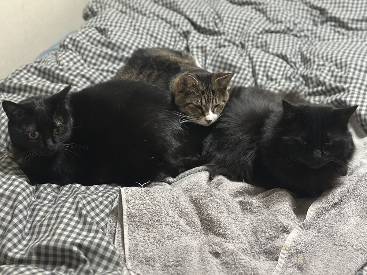 #猫のいる暮らし #猫がいる幸せ 

今日の設定温度は23.5℃です。
寒くはないけど猫団子。