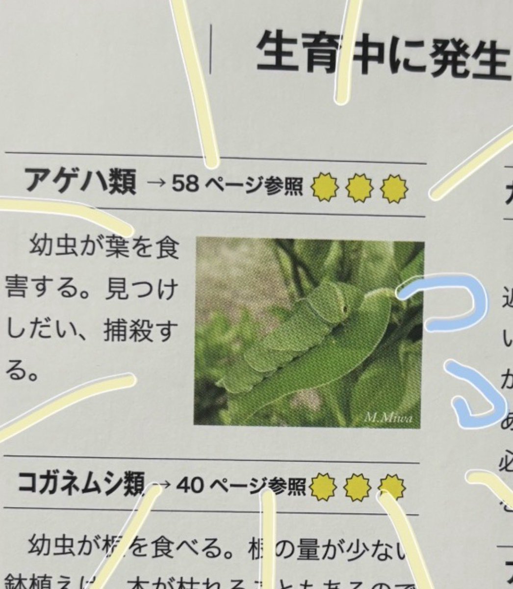 いもちゃーーーーん💦
かんきつの本だから当たり前なんだけども…( ；´Д｀)💦